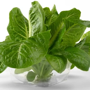Hydro romaine