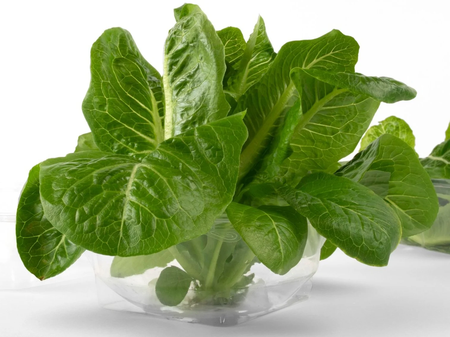 Hydro romaine